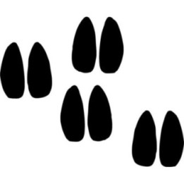 Buy Antelope Footprints Decal Sticker Online