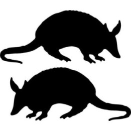 Buy Armadillo Decal Sticker Online