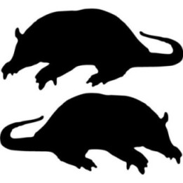 Buy Armadillo Silhouette Decal Sticker Online