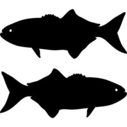 Buy Bluefish Fish Sticker Online