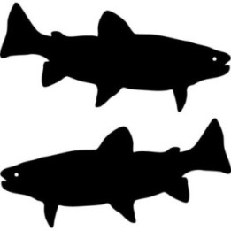 Buy Brook Trout Fish Sticker Online