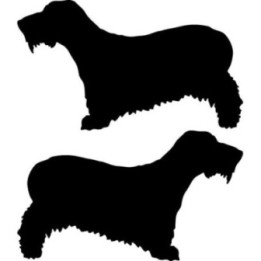 Buy Cesky Terrier Dog Sticker Online