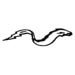 Electric Eel Stickers – Marine Ocean Decals (2-Pack)
