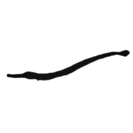 Eel Stickers – Moray Sea Life Decals (2-Pack)