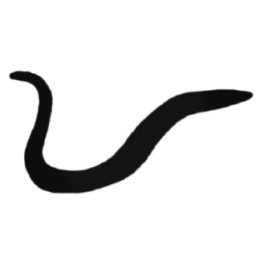 Eel Stickers – Swimming Eel Wildlife Decals (2-Pack)