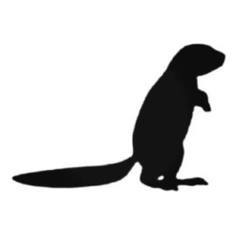 Buy Ferret Looking To The Right Decal Sticker Online
