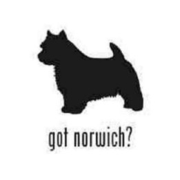Buy Got Norwich Terrier Dog Decal Sticker Online