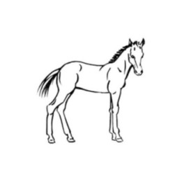 Foal Horse Stickers – Equine Decals (2-Pack)