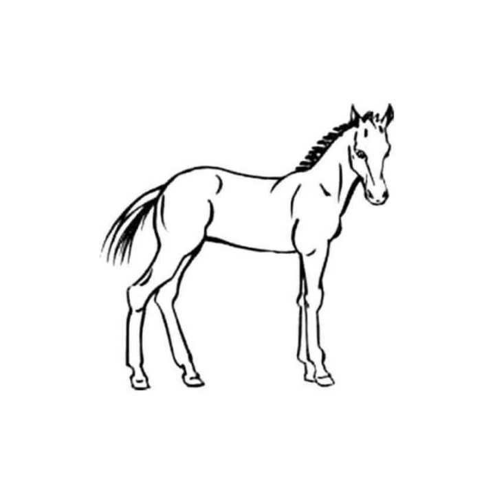 Foal Horse Stickers – Equine Decals (2-Pack)