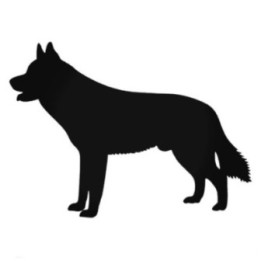 Buy Husky Siberian Dog Decal Sticker Online