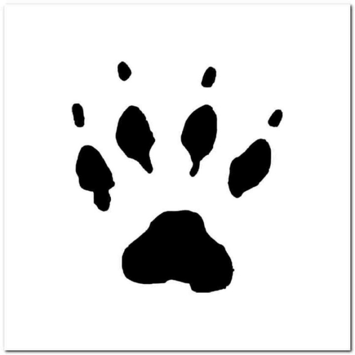 Buy Prarie Dog Paw Print Tracks Decal Sticker Online
