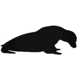 Seal Stickers – Sea Lion Wildlife Decals (2-Pack)
