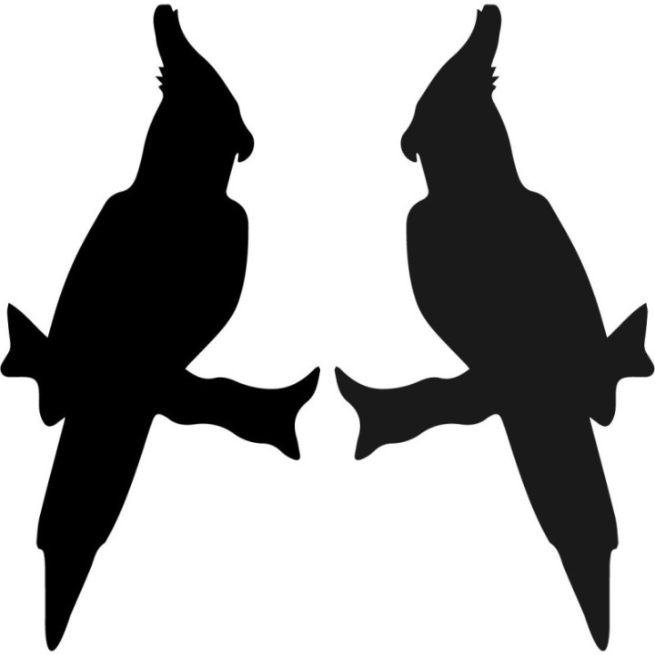 Buy Cockatiel Wildlfie Online