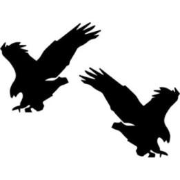 Buy Eagle Hawk Falcon Bird Online