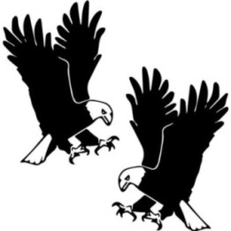 Buy Eagle Wildlfie Online
