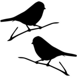 Buy Finch Songbird Wildlfie Online