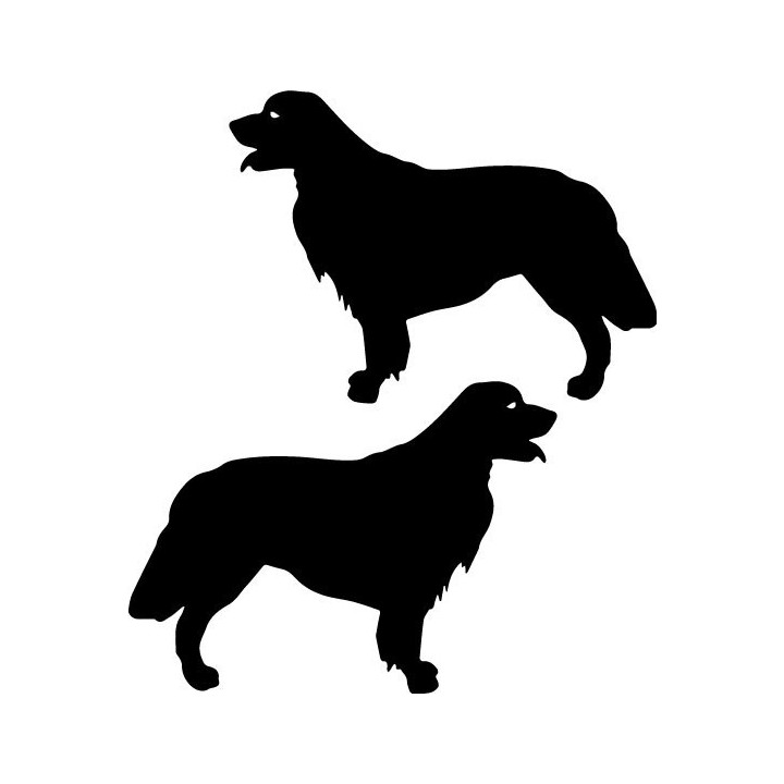 Buy Golden Retriever Dog Online
