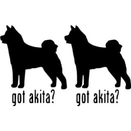 Buy Got Akita Dog Online