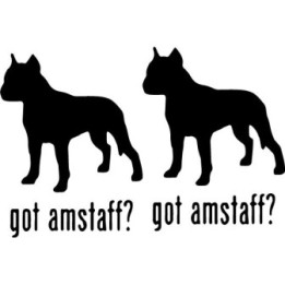 Buy Got Amstaff Terrier Dog Online