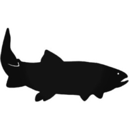Buy Throat Trout Fish Vinyl Decal Sticker Online