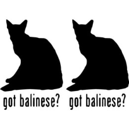 Buy Got Balinese Cat Online