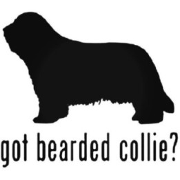 Buy Got Bearded Collie Dog Online