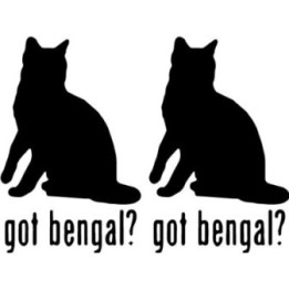 Buy Got Bengal Cat Online
