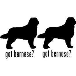 Buy Got Bernese Mountain Dog Online