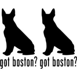 Buy Got Boston Terrier Dog Online