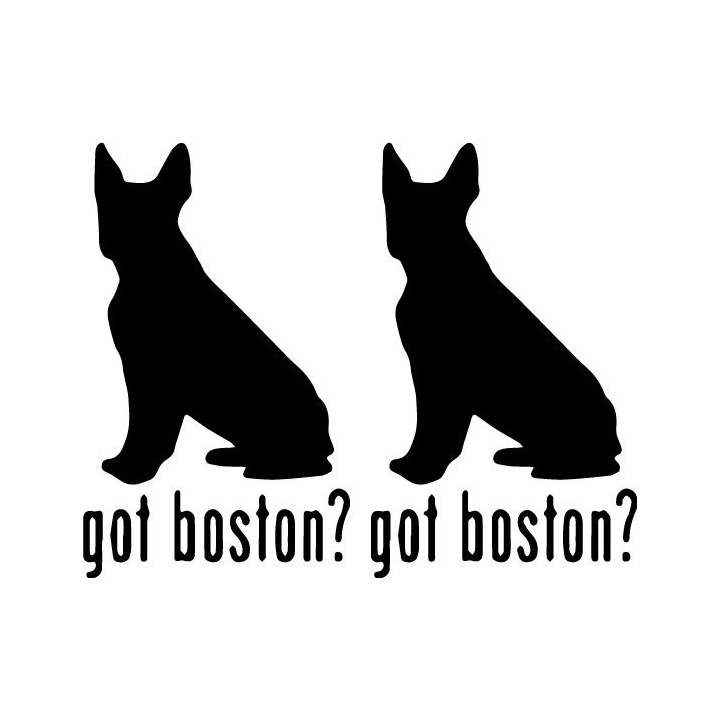 Buy Got Boston Terrier Dog Online