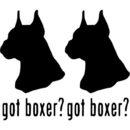 Buy Got Boxer Dog Online