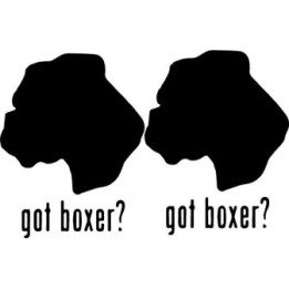 Buy Got Boxer Uncropped Dog Online