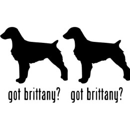 Buy Got Brittany Retriever Dog Online