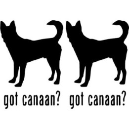 Buy Got Canaan Dog Online