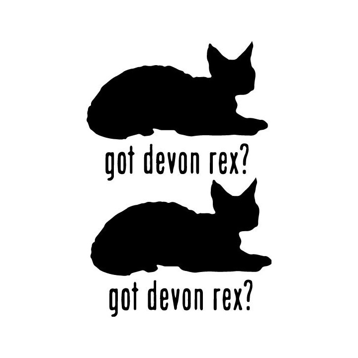 Buy Got Devon Rex Cat Online