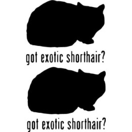 Buy Got Exotic Shorthair Cat Online