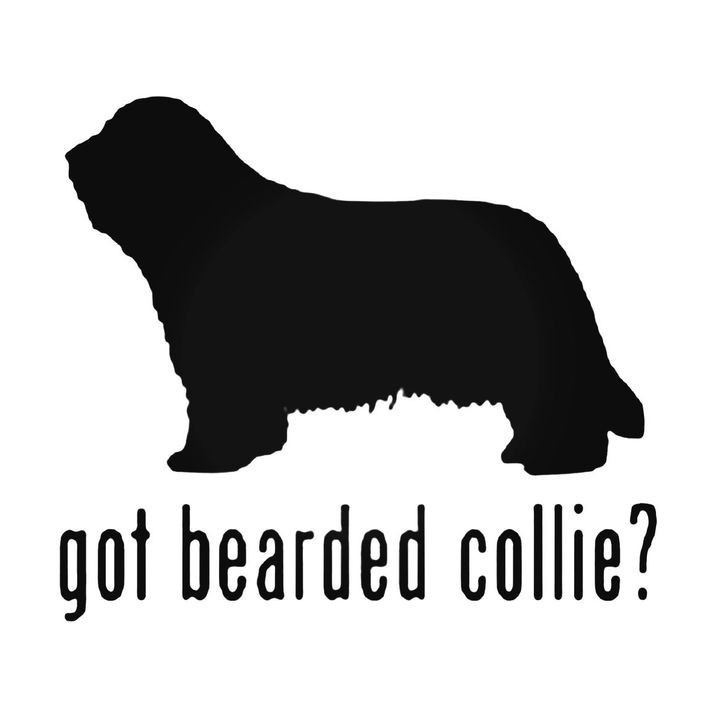 Buy Got Bearded Collie Dog Online