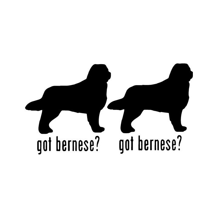 Buy Got Bernese Mountain Dog Online