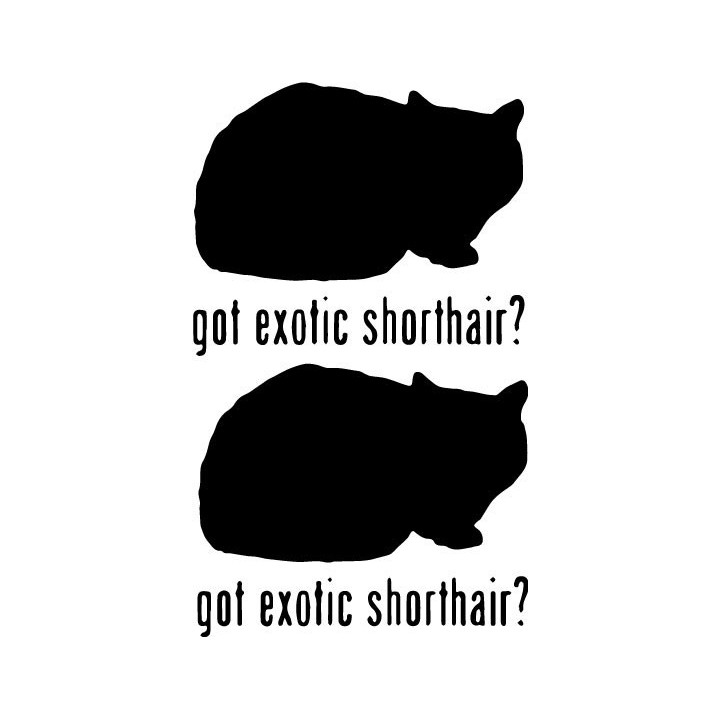 Buy Got Exotic Shorthair Cat Online