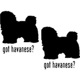 Buy Got Havanese Toy Dog Online