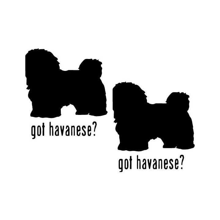 Buy Got Havanese Toy Dog Online