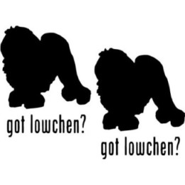 Buy Got Lowchen Dog Online
