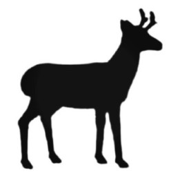 Antelope Decal Sticker V15 - DecalsHouse