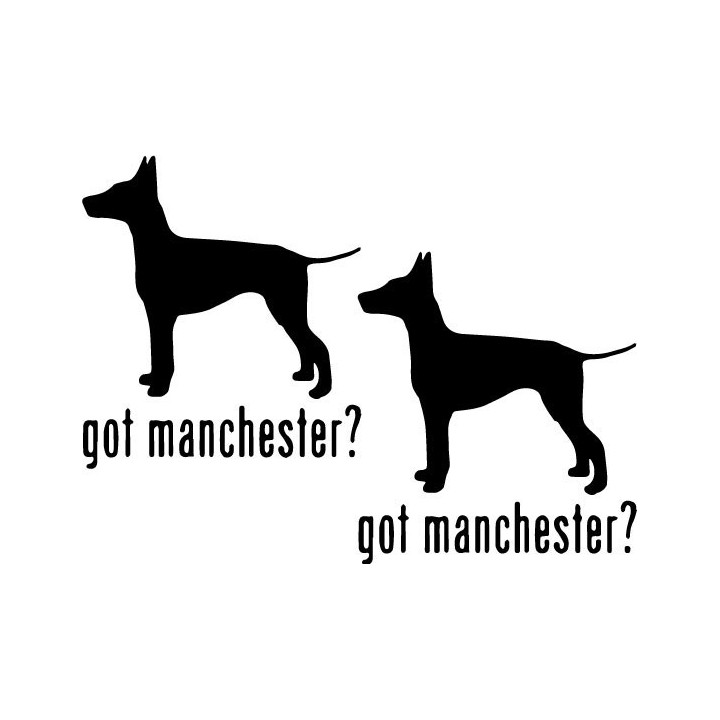 Buy Got Manchester Terrier Dog Online
