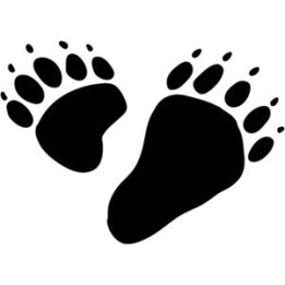 Bear Prints Vinyl Decal Sticker - DecalsHouse