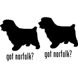 Buy Got Norfolk Terrier Dog Online
