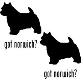 Buy Got Norwich Terrier Dog Online