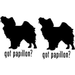 Buy Got Papillon Toy Dog Online
