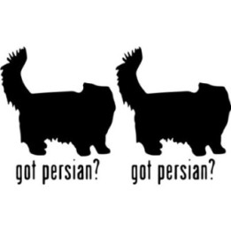 Buy Got Persian Cat Online