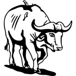 Buffalo Vinyl Decal Sticker V5 - DecalsHouse